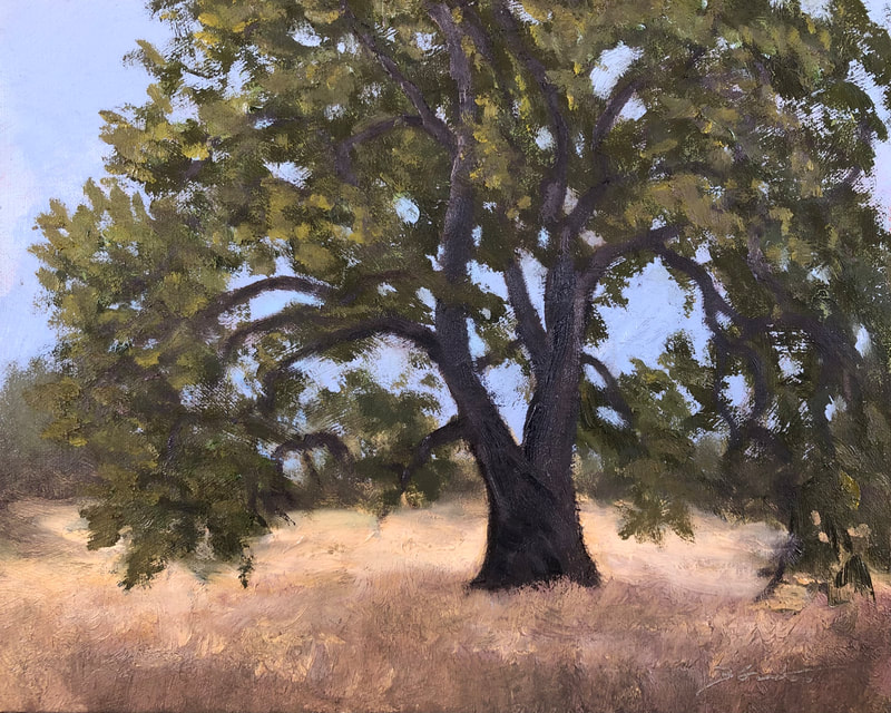 Old Oak Tree On Ojai Meadows Preserve Krotona Hill, Ojai CA