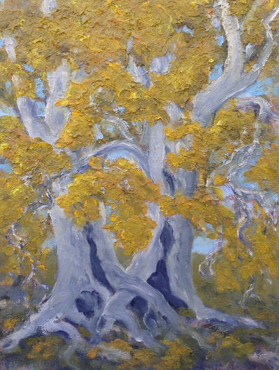 Two yellow leaf Sycamore trees, Ojai CA painting.